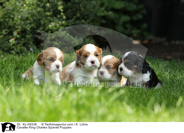 Cavalier King Charles Spaniel Puppies / KL-09338