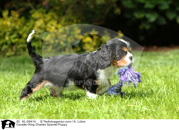 Cavalier King Charles Spaniel Puppy / KL-09414