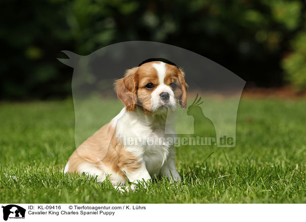 Cavalier King Charles Spaniel Puppy / KL-09416