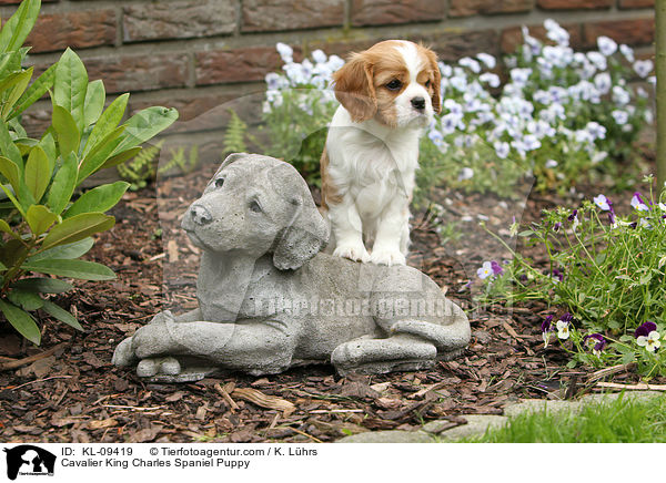 Cavalier King Charles Spaniel Puppy / KL-09419