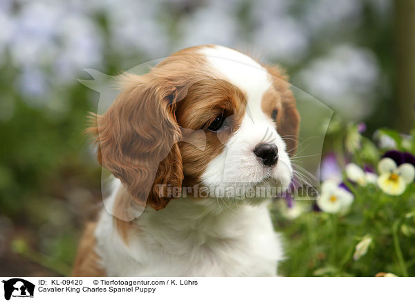 Cavalier King Charles Spaniel Puppy / KL-09420