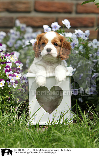 Cavalier King Charles Spaniel Welpe / Cavalier King Charles Spaniel Puppy / KL-09421