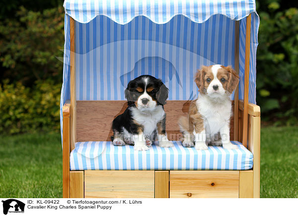 Cavalier King Charles Spaniel Puppy / KL-09422