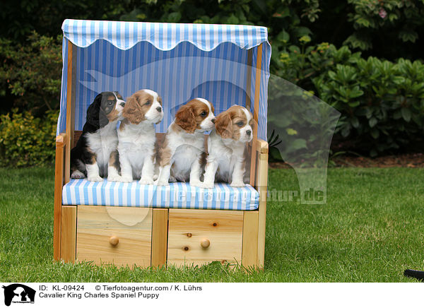 Cavalier King Charles Spaniel Puppy / KL-09424