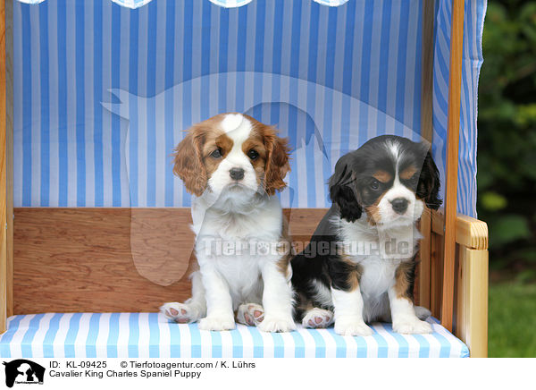 Cavalier King Charles Spaniel Puppy / KL-09425