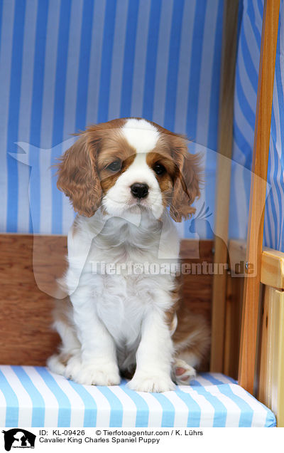 Cavalier King Charles Spaniel Puppy / KL-09426