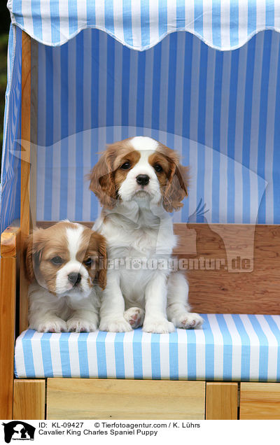 Cavalier King Charles Spaniel Puppy / KL-09427
