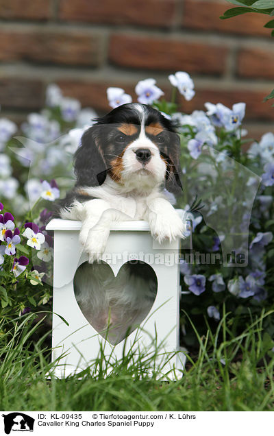 Cavalier King Charles Spaniel Welpe / Cavalier King Charles Spaniel Puppy / KL-09435