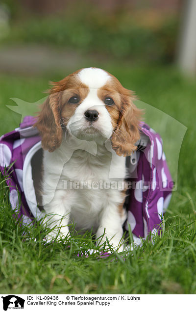Cavalier King Charles Spaniel Puppy / KL-09436