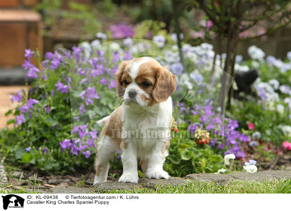 Cavalier King Charles Spaniel Puppy / KL-09438