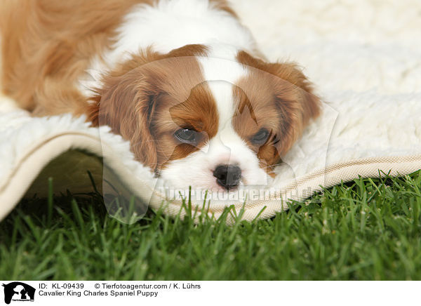 Cavalier King Charles Spaniel Puppy / KL-09439
