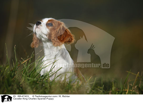 Cavalier King Charles Spaniel Puppy / RR-47403