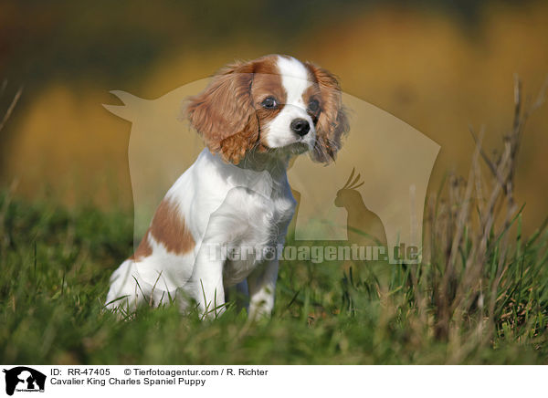 Cavalier King Charles Spaniel Welpe / Cavalier King Charles Spaniel Puppy / RR-47405