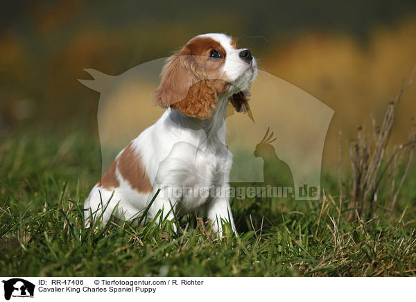 Cavalier King Charles Spaniel Puppy / RR-47406