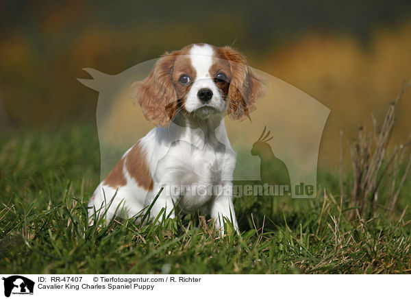 Cavalier King Charles Spaniel Puppy / RR-47407