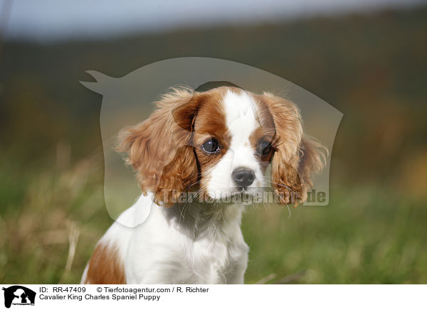 Cavalier King Charles Spaniel Puppy / RR-47409