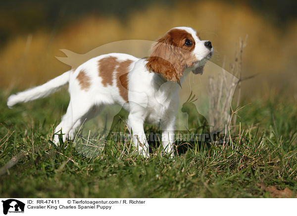 Cavalier King Charles Spaniel Puppy / RR-47411