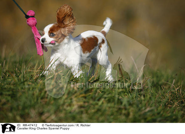 Cavalier King Charles Spaniel Welpe / Cavalier King Charles Spaniel Puppy / RR-47412