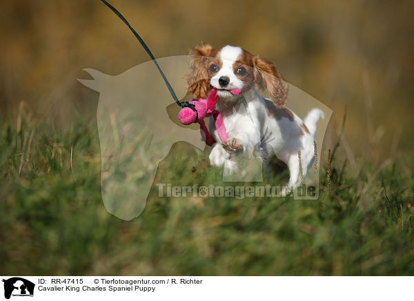 Cavalier King Charles Spaniel Puppy / RR-47415