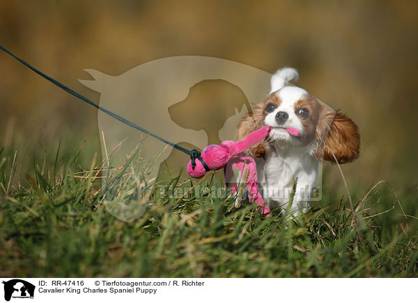 Cavalier King Charles Spaniel Puppy / RR-47416