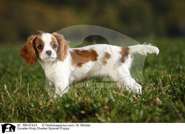 Cavalier King Charles Spaniel Puppy / RR-47423