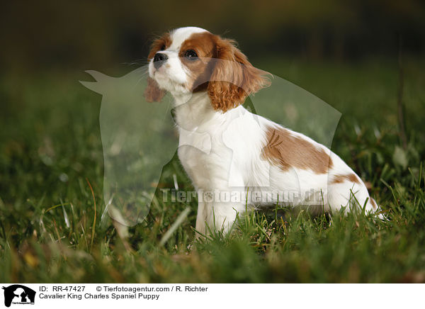 Cavalier King Charles Spaniel Puppy / RR-47427