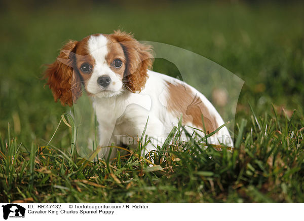 Cavalier King Charles Spaniel Puppy / RR-47432