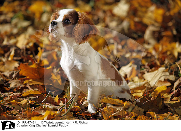 Cavalier King Charles Spaniel Puppy / RR-47434