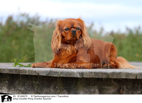lying Cavalier King Charles Spaniel / IF-09975