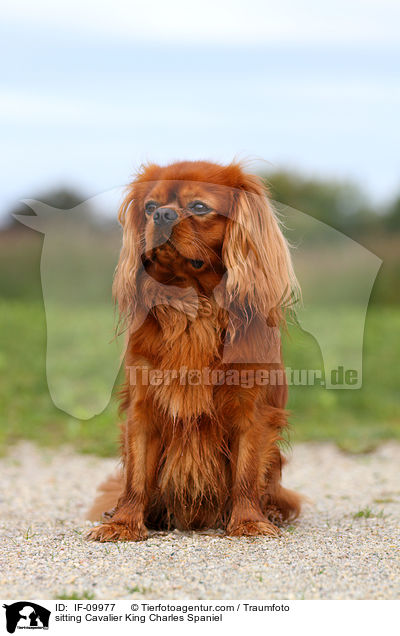 sitting Cavalier King Charles Spaniel / IF-09977