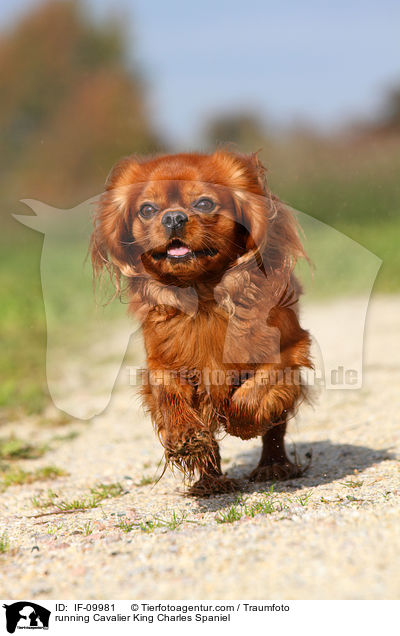 running Cavalier King Charles Spaniel / IF-09981