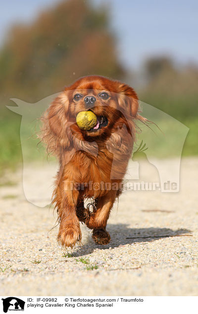 playing Cavalier King Charles Spaniel / IF-09982