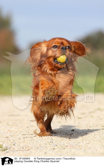 playing Cavalier King Charles Spaniel / IF-09984