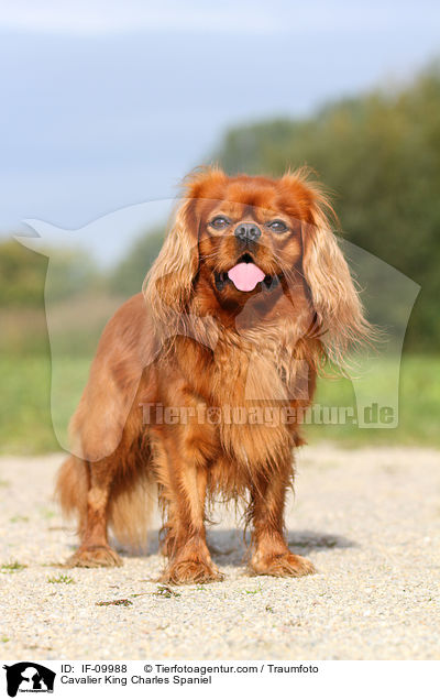 Cavalier King Charles Spaniel / IF-09988