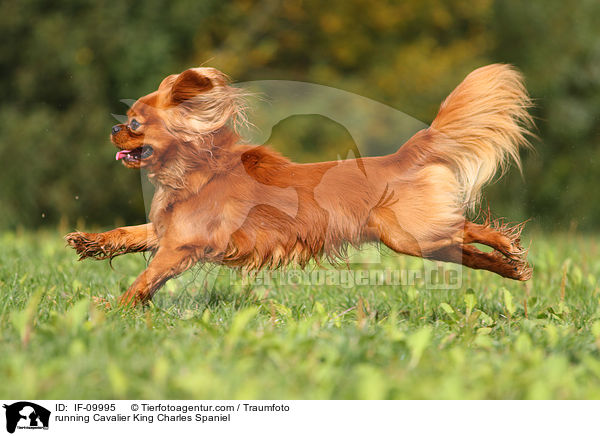 running Cavalier King Charles Spaniel / IF-09995