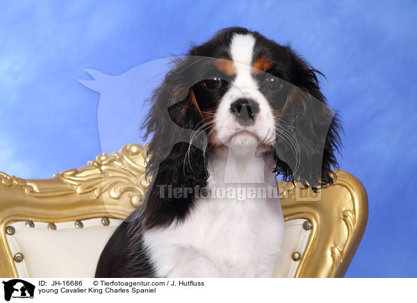 junger Cavalier King Charles Spaniel / young Cavalier King Charles Spaniel / JH-16686