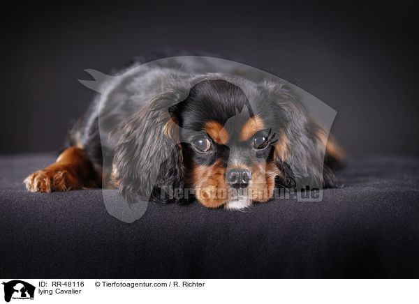 lying Cavalier / RR-48116