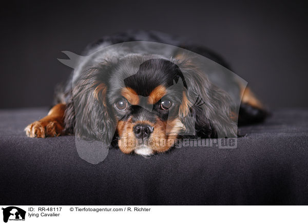 lying Cavalier / RR-48117