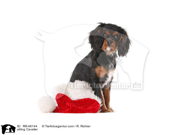 sitting Cavalier / RR-48144