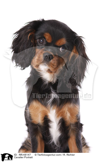 Cavalier Portrait / RR-48147