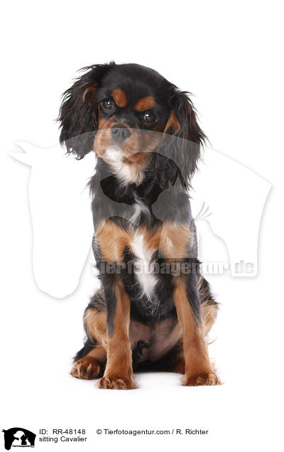 sitting Cavalier / RR-48148