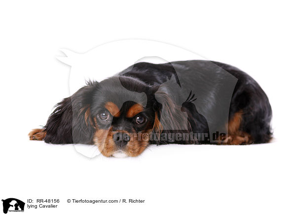 lying Cavalier / RR-48156