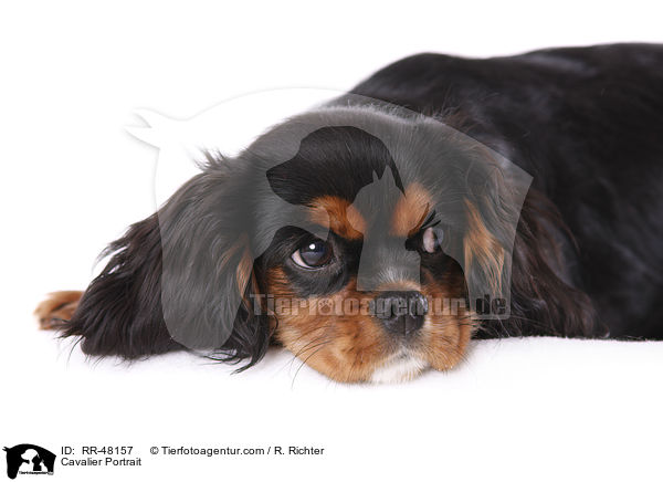 Cavalier Portrait / RR-48157