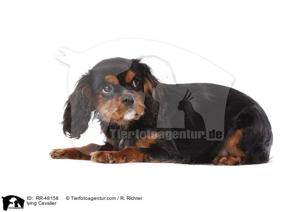 lying Cavalier / RR-48158