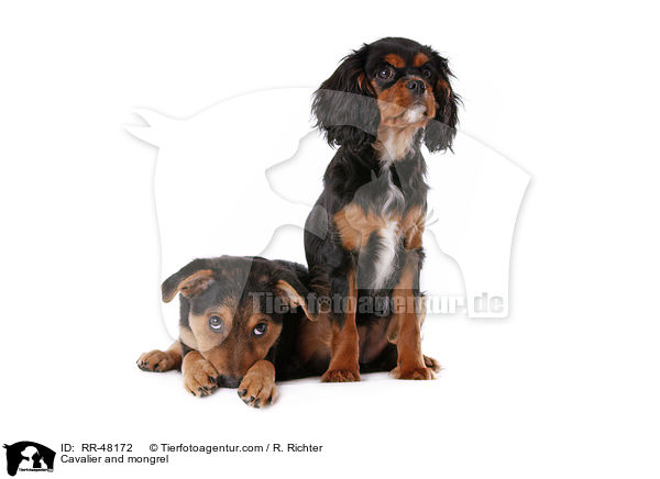 Cavalier and mongrel / RR-48172