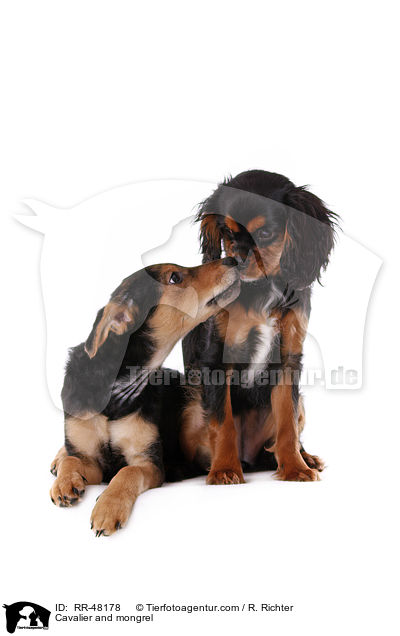 Cavalier and mongrel / RR-48178