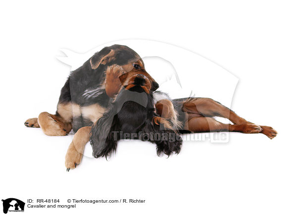 Cavalier and mongrel / RR-48184