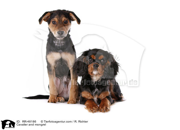 Cavalier and mongrel / RR-48186