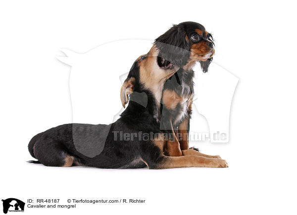 Cavalier and mongrel / RR-48187
