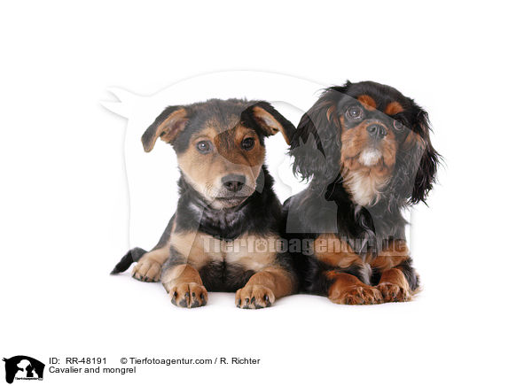 Cavalier and mongrel / RR-48191